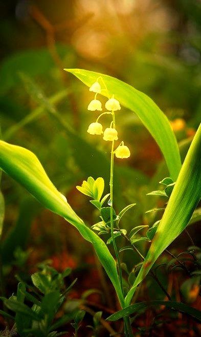 Magical, Lily of the Valley, Russian Federation