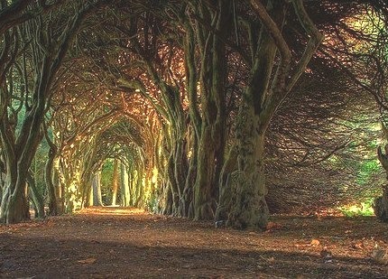 Tree Tunnel, Mueth, Ireland