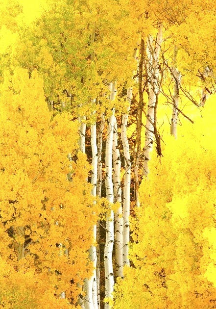 Birch Tree Autumn, Crested Butte, Colorado