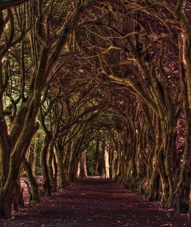 Tree Tunnel, Meath, Ireland