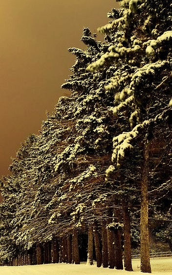 Snow Forest, Iowa