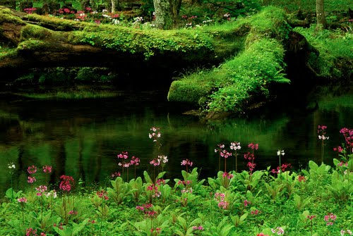 Emerald Pond, Pacific Rainforest, Oregon