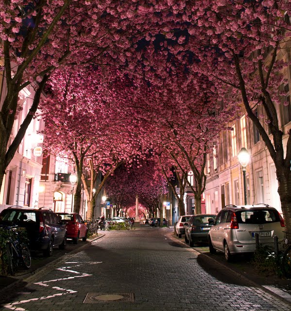 Cherry Blossoms, Bonn, Germany